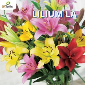 Lilium LA