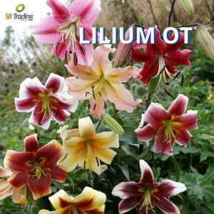 Lilium OT