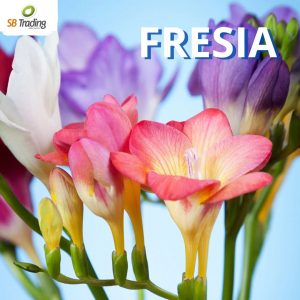 Fresia