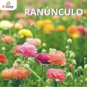 Ranúnculos