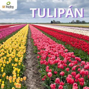 Tulipan