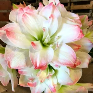 Amaryllis Amadeus