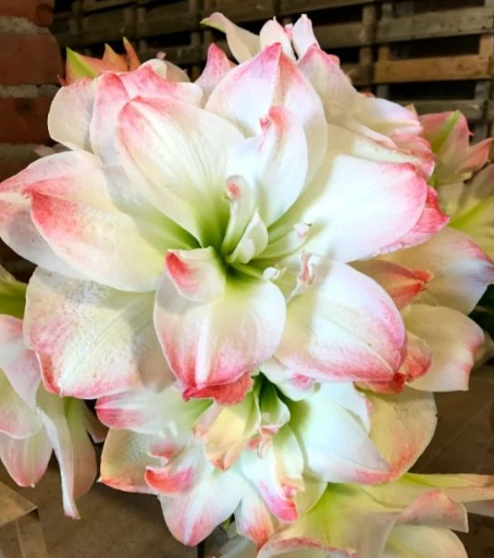 Amaryllis Amadeus