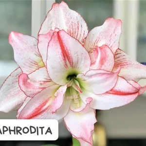 Amaryllis Aphrodita