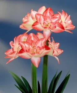 Amaryllis Blossom Peacock
