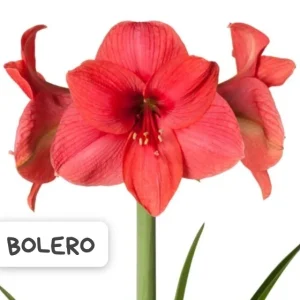 Amaryllis Bolero