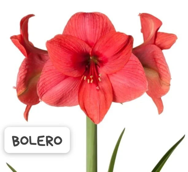 Amaryllis Bolero