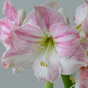 Amaryllis Cherry Blossom