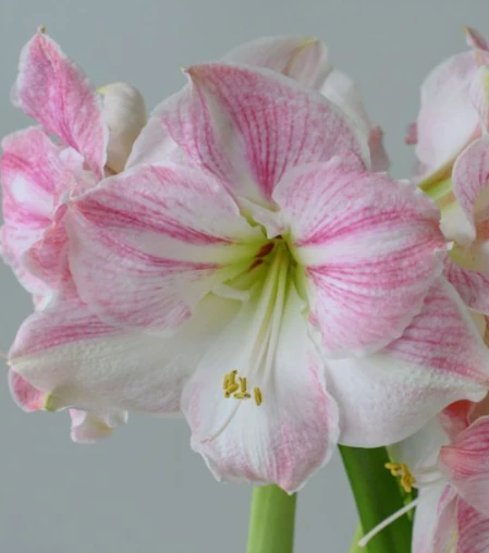 Amaryllis Cherry Blossom