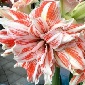 Amaryllis Dancing Queen