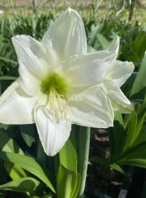 Amaryllis Denver