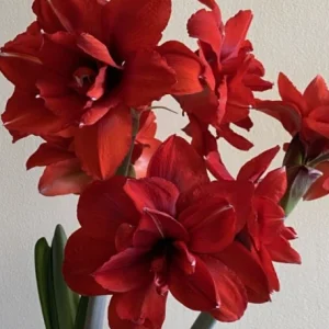 Amaryllis Double King