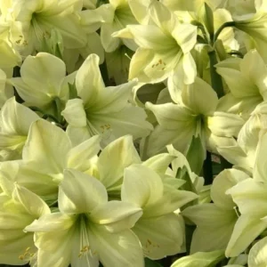 Amaryllis Lemon Star