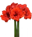 Amaryllis Malaga