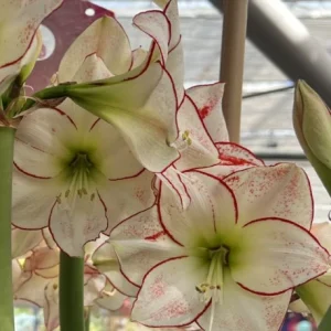Amaryllis Picasso