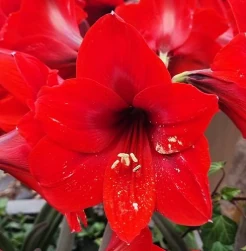 Amaryllis Red Fantasy