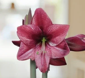 Amaryllis Revelation