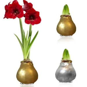 Amaryllis Wax