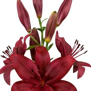 Lilium Corleone