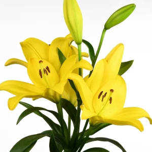 Lilium Scipione
