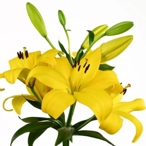 Lilium Hinault