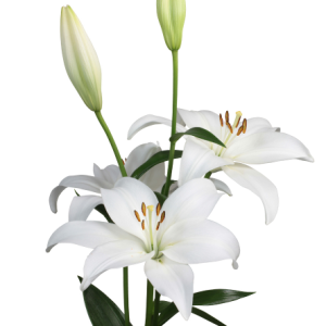 Lilium Toscanini