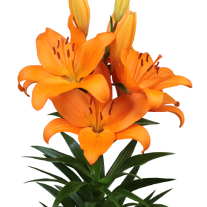 Lilium Cortona