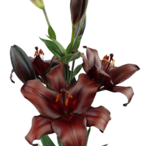 Lilium Escape