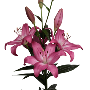 Lilium Arbatax