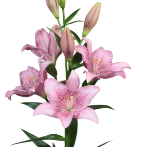 Lilium Sweet Sugar