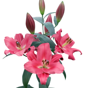 Lilium Corvette