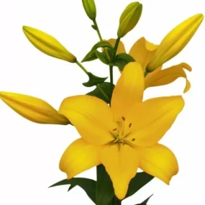 Lilium Beau Soleil