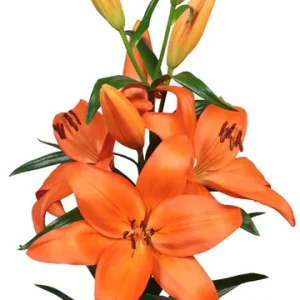 Lilium Alicante