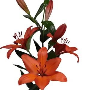 Lilium Amateras