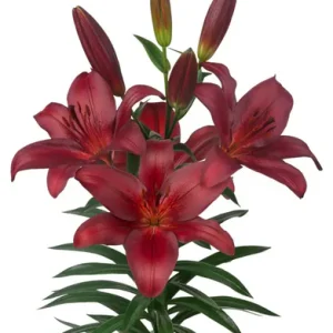 Lilium Bataleon