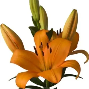 Lilium Ceasars Palace