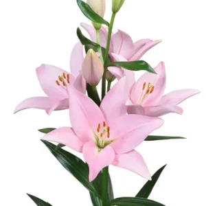 Lilium Cervia