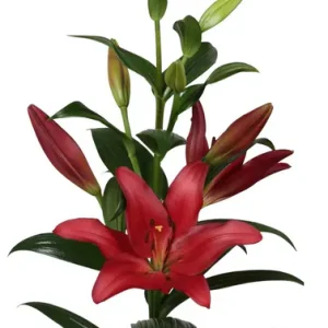 Lilium Colares
