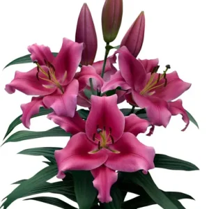 Lilium Dalian