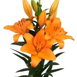 Lilium Denver