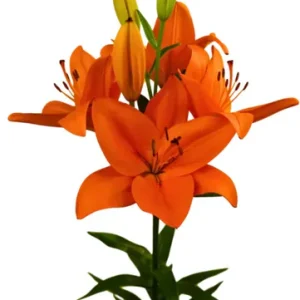 Lilium Dutch Passion