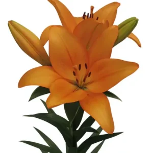 Lilium Honesty