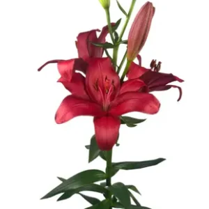 Lilium Houston