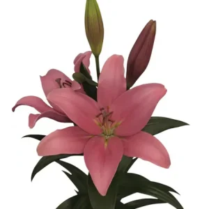 Lilium Indian Summerset