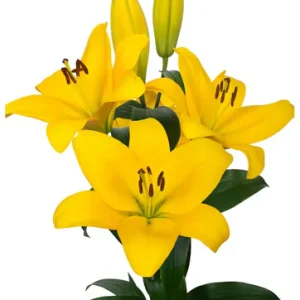Lilium Kesla
