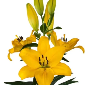 Lilium Lentella