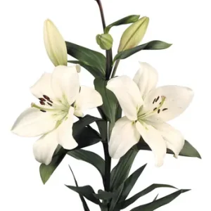 Lilium Litouwen
