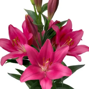 Lilium Lively
