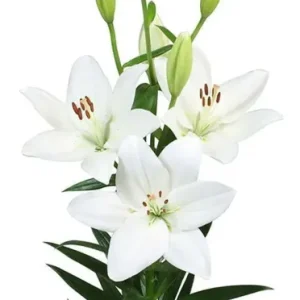 Lilium Mary Ann
