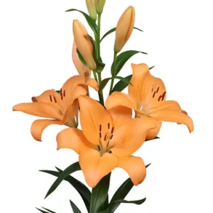 Lilium Menton